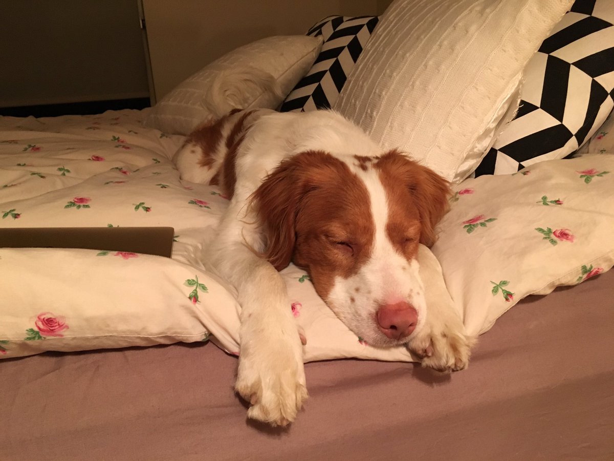amandaB91's tweet photo. Last night with this little guy - enjoy Perth baby #dogsonaplane #poochmoves #poochleaves #flyingthecoop https://t.co/GmQYSvMCvd