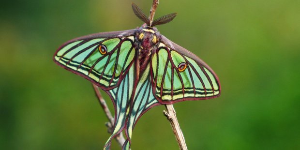 ¿Quieres elegir a la mariposa del año 2017? bit.ly/2itD5f4 vía <a href="/EFEverde/">EFEverde</a> <a href="/asocZERYNTHIA/">ZERYNTHIA</a>