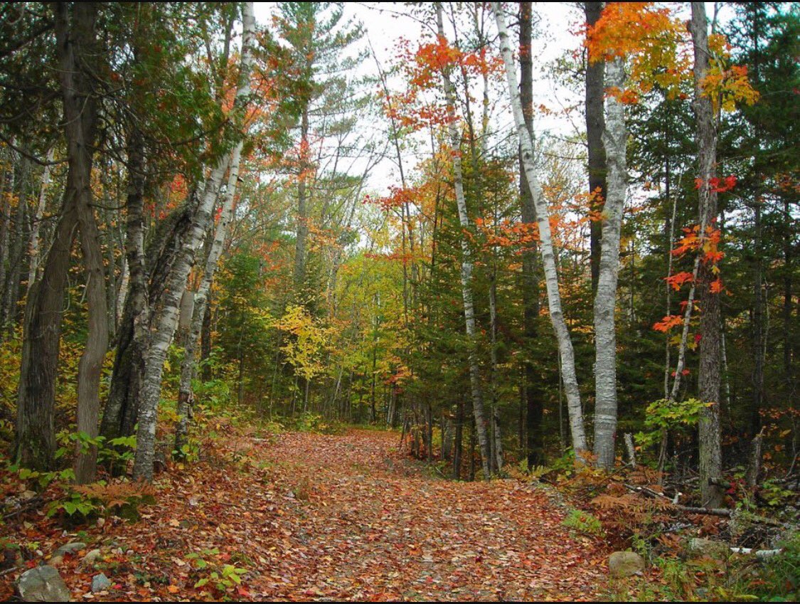 Redjazmine5000's tweet photo. To Find Yourself Sometimes You Need To Be Lost........ https://t.co/tU1nqkDh0q