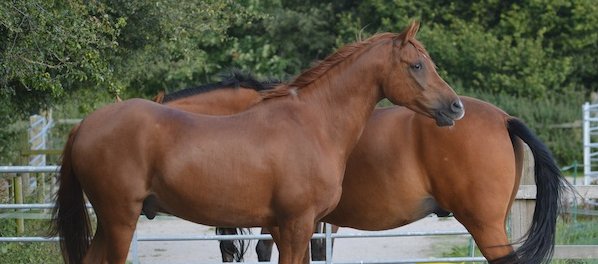 forageplus's tweet photo. Get top line on your #horse & be #inittowinit https://t.co/vDLvoPSR52 #straightnesstraining spectacular! https://t.co/xwUWFTHXMd