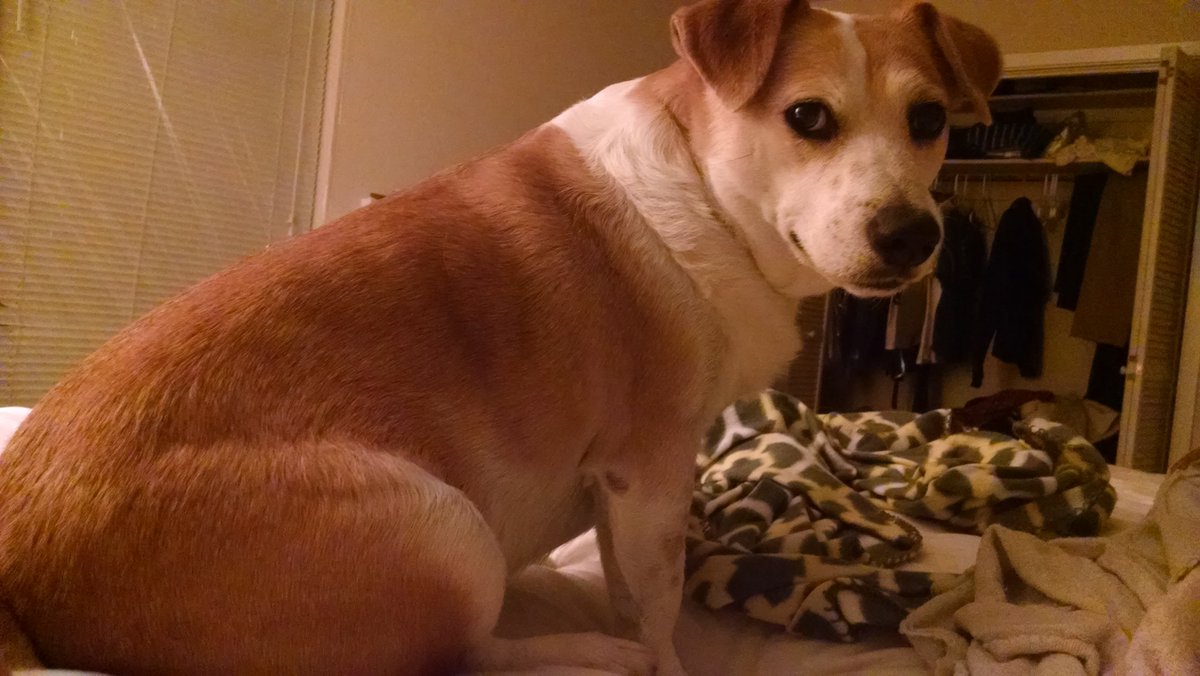 Quang Le tweet media