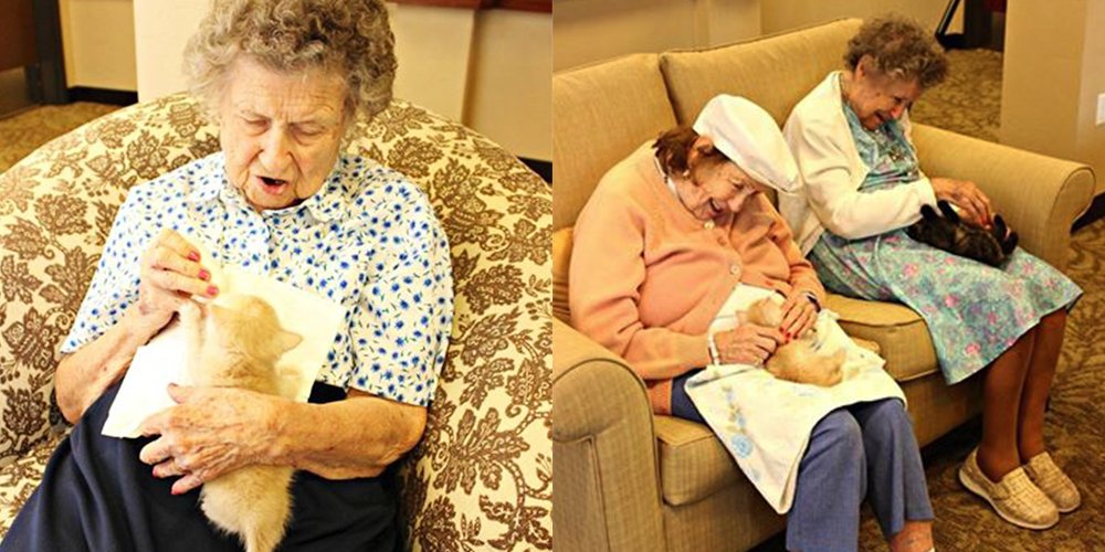 ValleyRehabNC's tweet photo. Dementia Patients Are Nursing Abandoned Kittens Back to Health https://t.co/TYNltE52iv via @Cosmopolitan https://t.co/0VVd2GwsXR