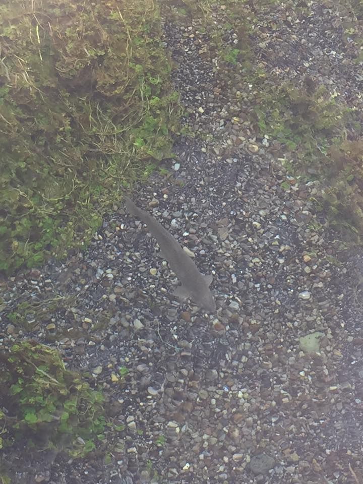 FlyCcs's tweet image. Check out this monster fish!
#ccs #flyccs #flyfishing #customrods #ordernow