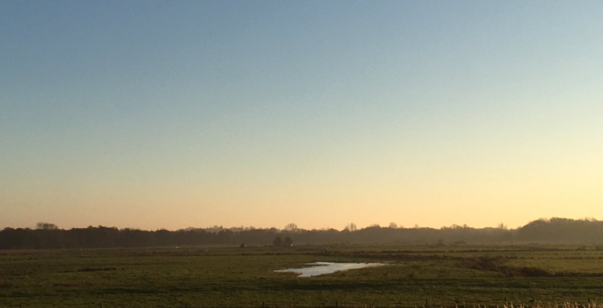 SWT_NE_Reserves's tweet photo. Castle Marshes - 94 White fronts, 108 greylags, 3 M/harrier, buzzard &amp; 2 water rail https://t.co/5BBL6Ssbp5