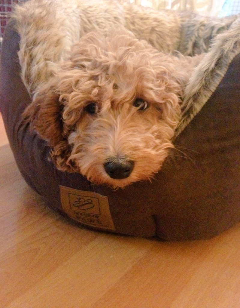 Frosty walk, perfect hot chocolate <a href="/Dolphin_Betch/">Dolphin Betchworth</a> and one worn out #cockapoo