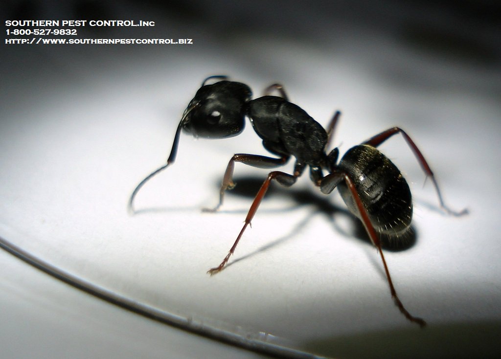 SouthernContro's tweet image. #PestControl in #Biloxi with @http://www.southernpestcontrol.biz/business-services-pest-control😀