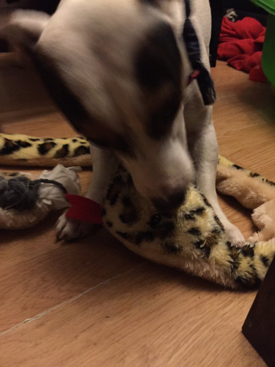 cazm4's tweet photo. #jrts #labrador #messypups Murphy proclaiming his innocence,pretending he had no part in the toy carnage,they all did๐๐ #dogcelebration ๐พ๐๐ https://t.co/UAySx7RTXk