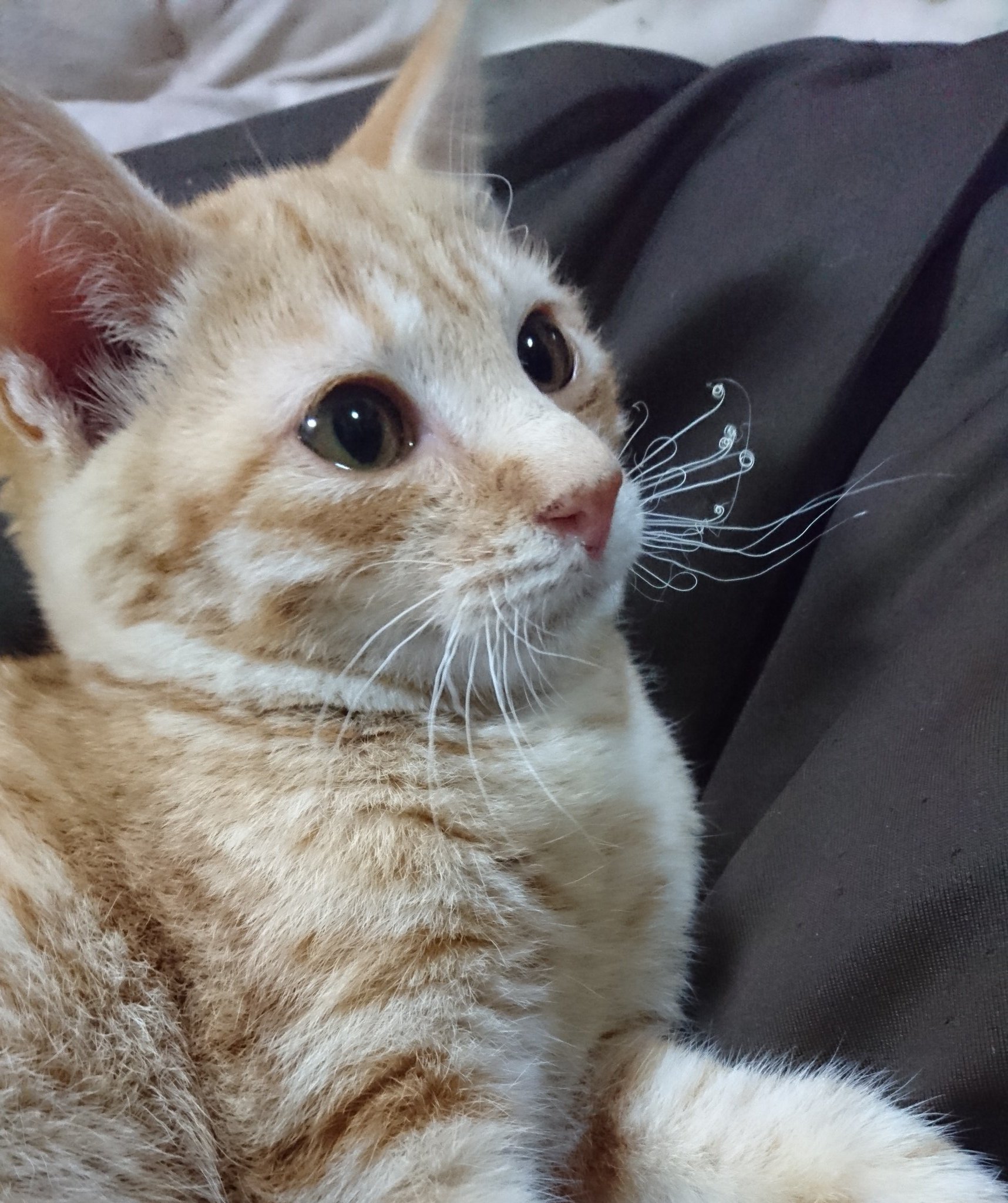 虚無 ストーブの前に行ってヒゲがくるんくるんになってしまったアホ猫
