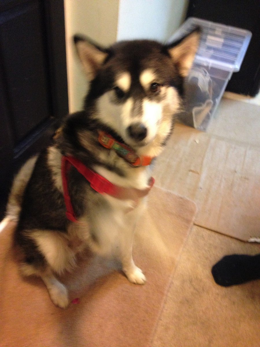 POOCH-ERCISE, BADSEY tweet media