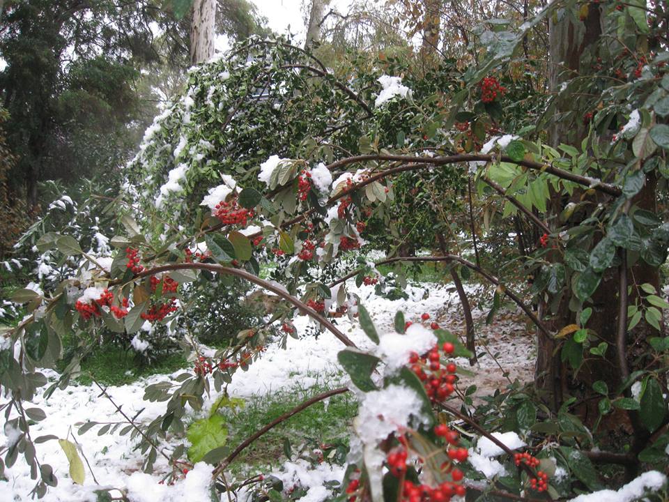 GreeceGuideline's tweet photo. Snow in Athens #snow #greece #grece #grecia #griechenland #athens #athen #athena #athenas #atenas #xalandri #halandri #chalandri https://t.co/ZmEMNuh5ju