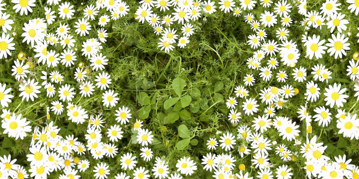 SStylesFlorist's tweet photo. How gardening can do wonders for your body #GetFit2017 @countrylivinguk https://t.co/r4fXCWFx3a https://t.co/npv9AI3Lsj