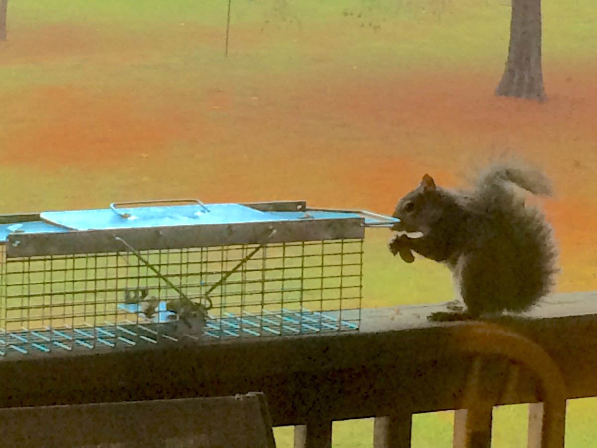 Clear99Mornings's tweet photo. This squirrel is holding the peanut my brother and I used to trap him. Pretty sure he's laughing too. #GadgetFail https://t.co/RoyPlpJxH6