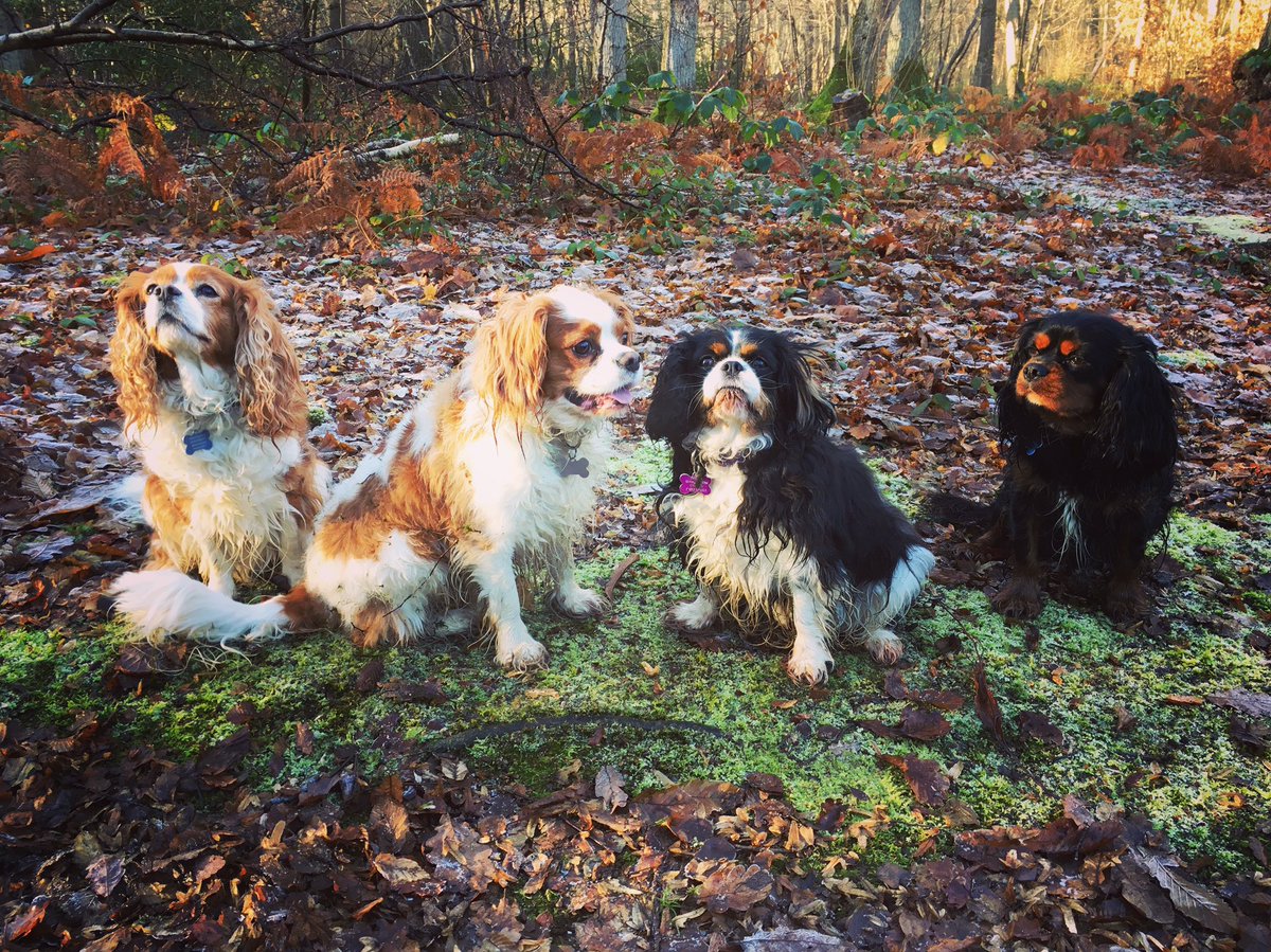 bellabertie's tweet image. Bit cruel of me to make them sit for a group photo! #dogs #dogsofwinter