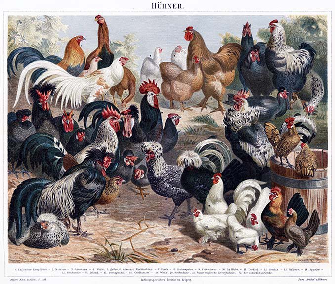 ruckerarchive's tweet photo. December 29.  1.25 Million chickens killed to end influenza scare in Hong Kong in 1997. - https://t.co/RT7n8ZU7Y9 https://t.co/W6xIr8dCZJ