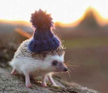 AllTangled's tweet photo. A rodent in a hat always makes me smile!
#mouse #rodent #knit #hamster #mousehat #knit #cute #adorable https://t.co/77WzovFQNm