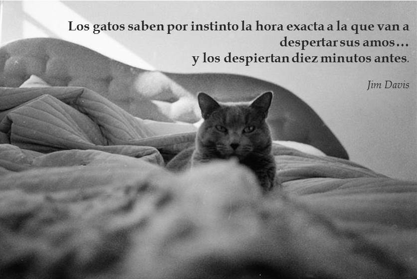 tiendamascos's tweet photo. Los gatos saben por instinto la hora exacta en que despertarán sus humanos...y los despiertan 10 minutos antes :D https://t.co/jzTOrBmk2v