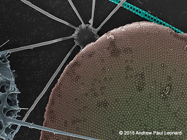 Andrew_Leonard's tweet photo. Diatom wreckage. #MarineRuins #InteriorDesign #InteriorDecor #InnerSpace #APLMicroscopic #ScienceArt #MicroLandscapes #NYCArt https://t.co/Op8cflrmnt