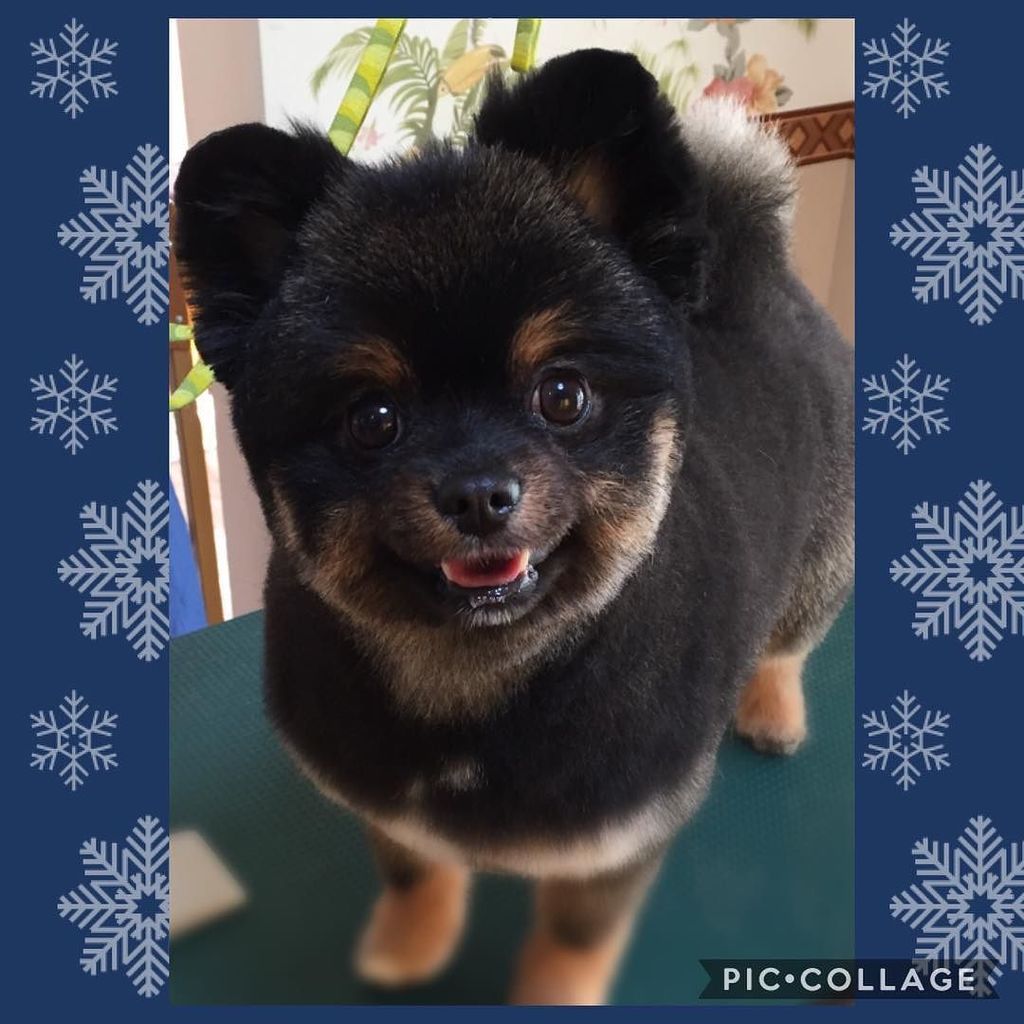 暗殺者 着飾る うがい薬 ポメラニアン 柴犬 カット 黒 Netz Utsunomiya Jp