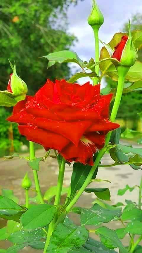 MIMIKhaing4's tweet photo. So Lovely Me . https://t.co/EBPCxEjXJk