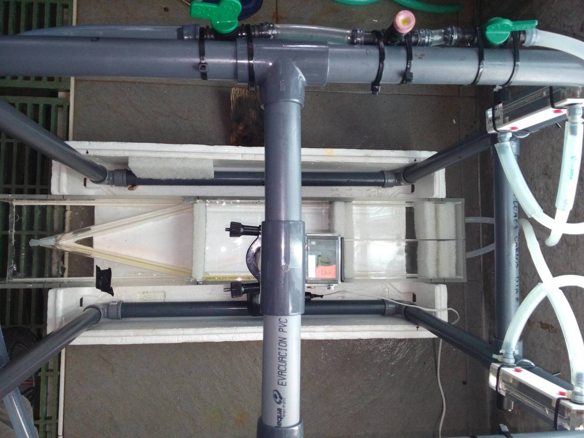 ShimanoRadio's tweet photo. [Ciencia] Un estudio comprobó que el olor del agua modifica el comportamiento de los #peces https://t.co/RH5Cg96k4G #pez #tordo https://t.co/cFtgAQ7zrk