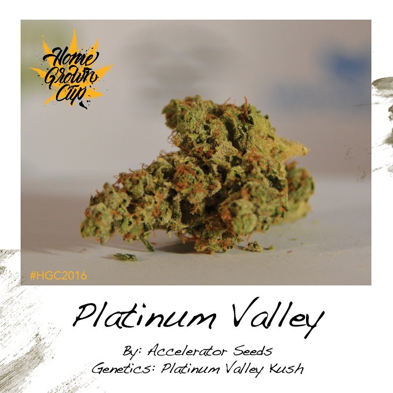 homegrowncup's tweet photo. Shared 2nd place is #acceleratorseeds with their Platinum Valley Kush #HGC2016 #HomeGrownCup #CannabisCup https://t.co/Jij1Wmwi4I