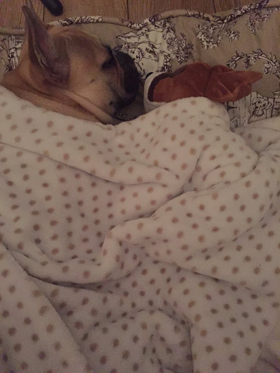 splendideventd's tweet photo. @johnlewisretail Coco the #frenchie all sung in bed with #bustertheboxer 😍 https://t.co/pCCBu7in9e