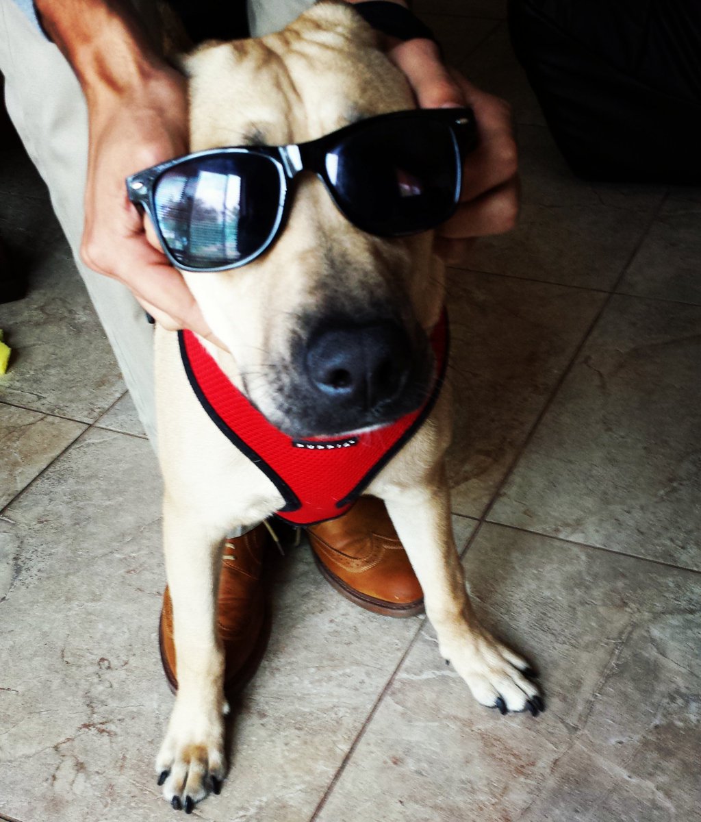 Rangey_Dog's tweet photo. Bad-to-the-bone cool 😎😎😎 PS. Ignore the human hands and feet 😂
.
#socool #sunglasses #dogsofinstagram #dogs #dailybarker https://t.co/oHikKYNpz3