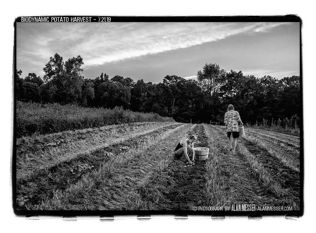 #howistayyouthful #farmlife #organic #biodynamic #potatoes #heavy #thursdaythoughts