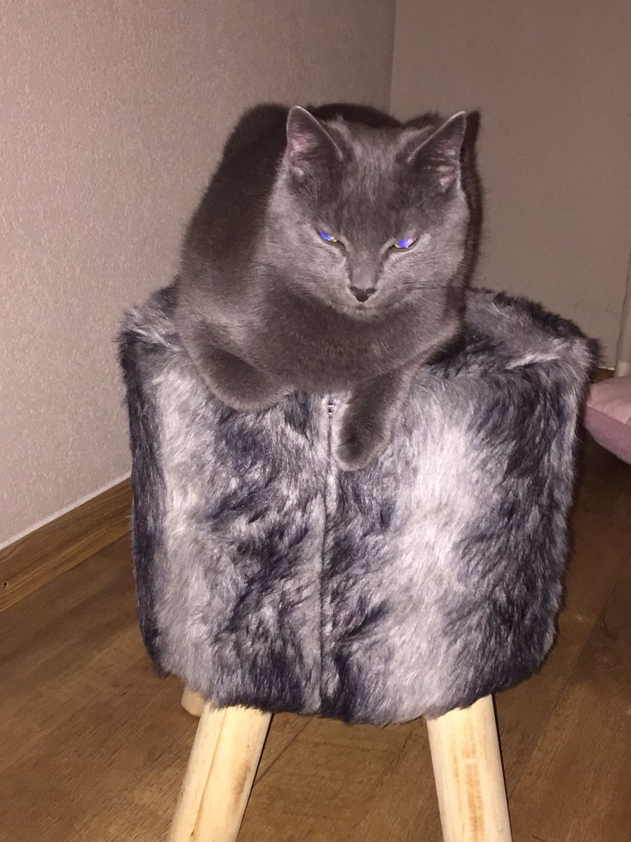 Diesel!

Kitten#beauty#love