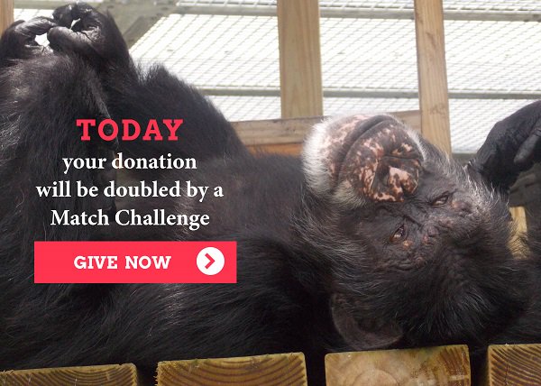 SaveTheChimps's tweet photo. Today only - Your donation will be doubled by a Match! https://t.co/qtDukA85qR https://t.co/oFkGIHlrbj