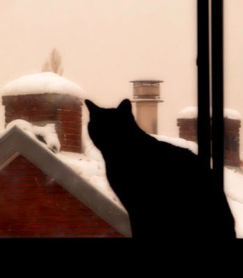 ThCuddlyFriends's tweet photo. Shady Year, Shady Cats 
https://t.co/THF9aOHCBc
#wlf #HappyNewYear #WeHateFireworks #CatsOfTwitter #Purrsday #ThursdayThoughts #IDWP https://t.co/aNTntLVIuD