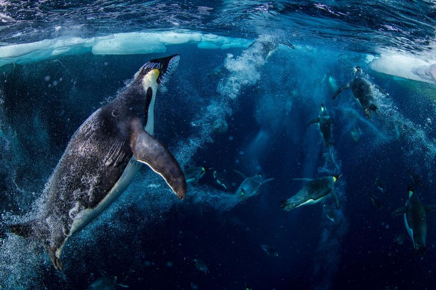 Greenpeace's tweet photo. 5 big environmental wins this year. Looking forward to even more in 2017 https://t.co/IXiwOTNB11 https://t.co/LrmaimgAXU