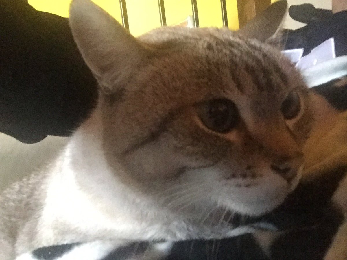 rosario lombardo (@ros973) on Twitter photo 