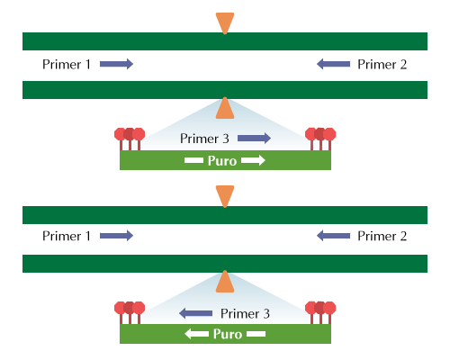 origenebio's tweet photo. We now offer Knockout (KO) Cell Lysates! For details, please visit https://t.co/pARo0xNnl2 #lysates #KOlysate #protein #research #science https://t.co/gEW5QmS6Sw