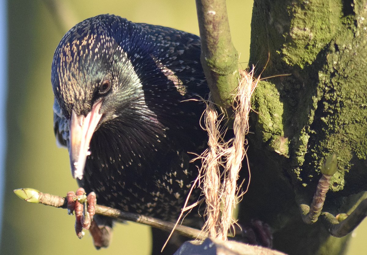 ianhutchy7729's tweet photo. @iNatureUK @NatureUK #PhotoLately @RSPBUrban @NaturalEngland #lancashire #ThePhotoHour #darwen various birds in garden @BBCSpringwatch https://t.co/gBH5F9iCUz