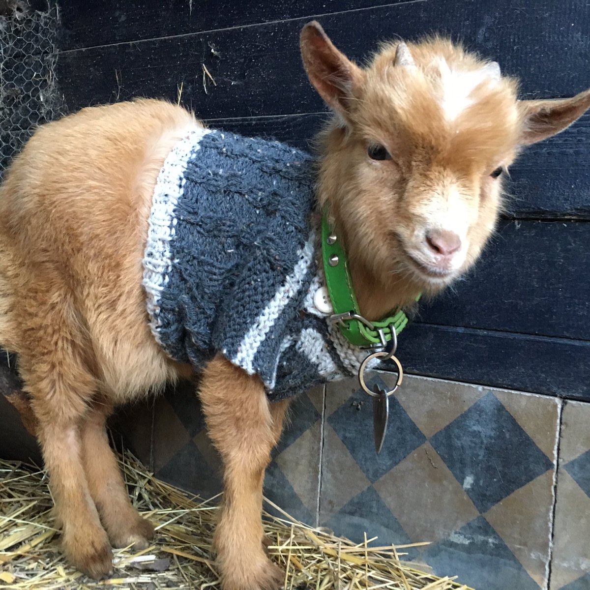 buitengoedgaard's tweet photo. Bokje Otto nu ook een truitje. Ietsjes kort aan 't lijf zodat zijn #willy nog vrij spel heeft #vrieskou #geitje #dwerggeitje lief ❤️🐐❤️ https://t.co/ErZSHYk0oK