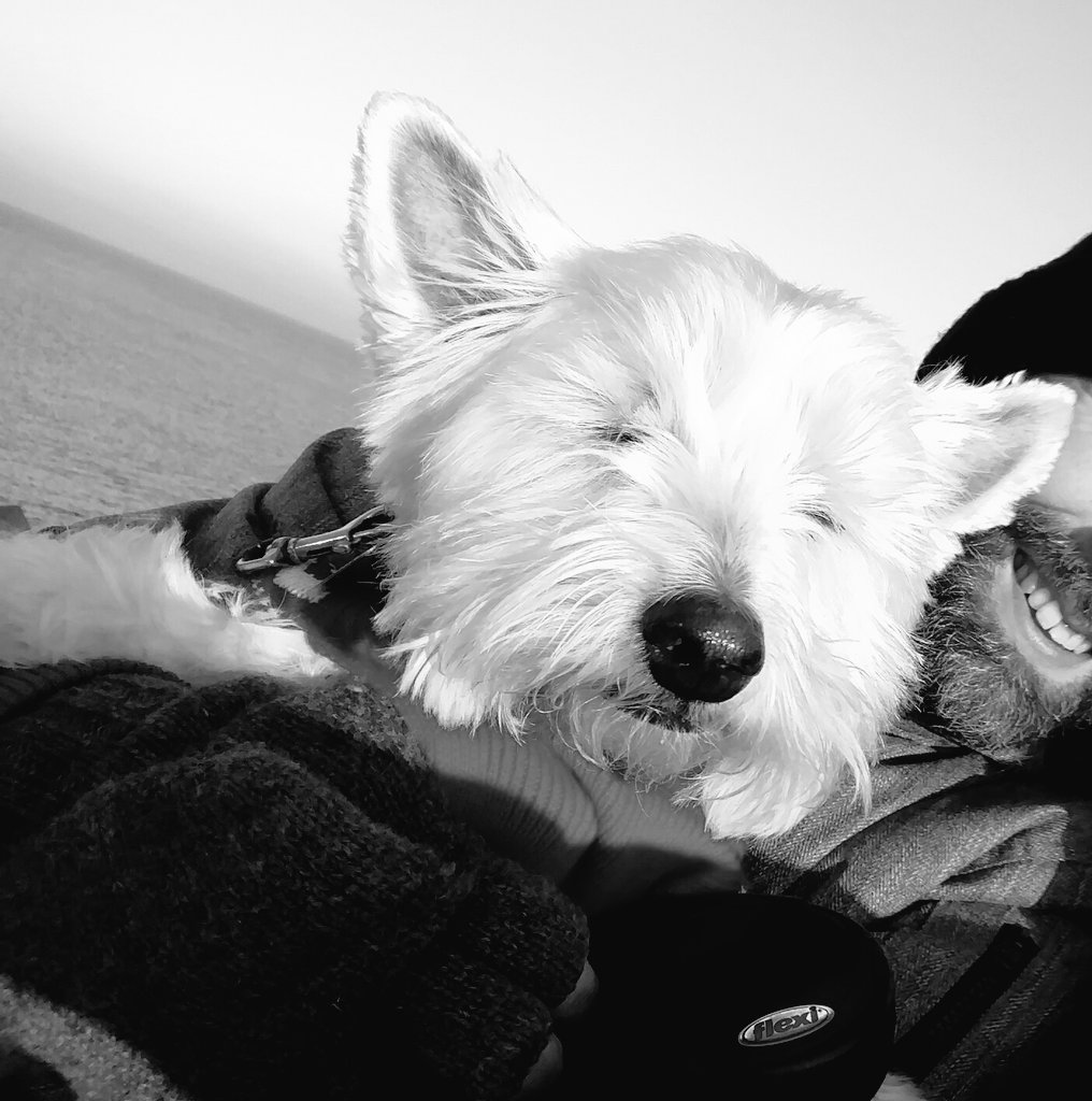 Been for a chilly walks at da seaside #Scarborough #chilly #walkies #dogsoftwitter #westie