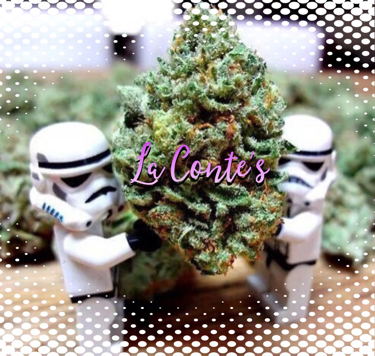 LaContesDenver's tweet photo. Time to put away the a Christmas tree and bring in the New Year! #Lacontes #trees #clones #may #the #force #be #with #you https://t.co/I4wa9actE6