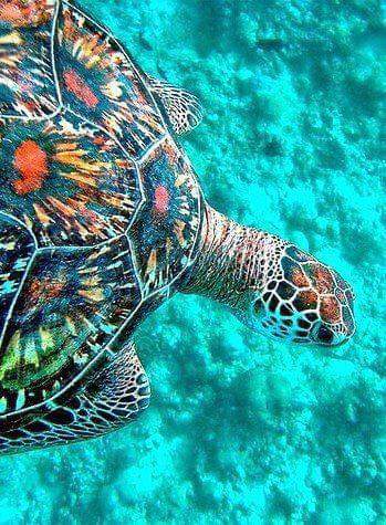 Turtles in Hawaii are very lucky... they have been protected since 1976. #turtles #honu #Hawaii #oceandefender
Photo by Pete Dooley