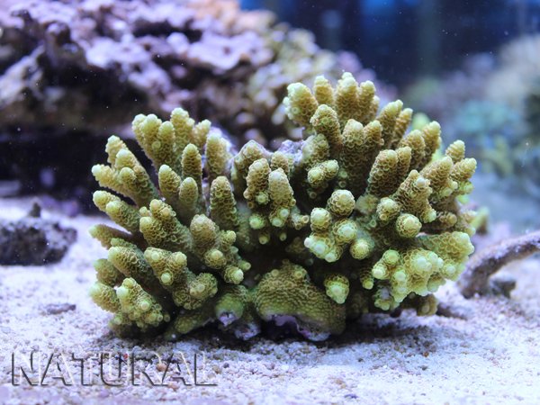 ট ইট র 海水魚ショップ ナチュラル 12 30 新着サンゴ 更新しました T Co Epx1pq2xmv インドネシア産ワイルドミドリイシを追加up致しました 今回80個ほどupできました 大きめブルーのスギ系やイエローのツツ系などなどございます 年内営業本日まで