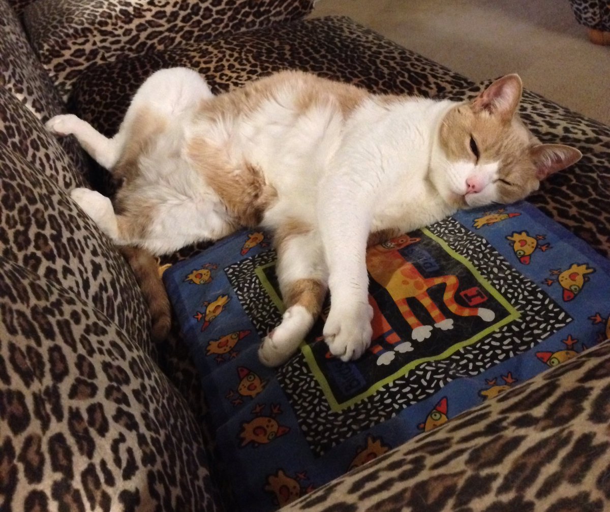 RealOneUB2's tweet photo. @horseflynawall @Gatorkitten  from your Calif. cousin #ManBits https://t.co/JvoHDQKYqA