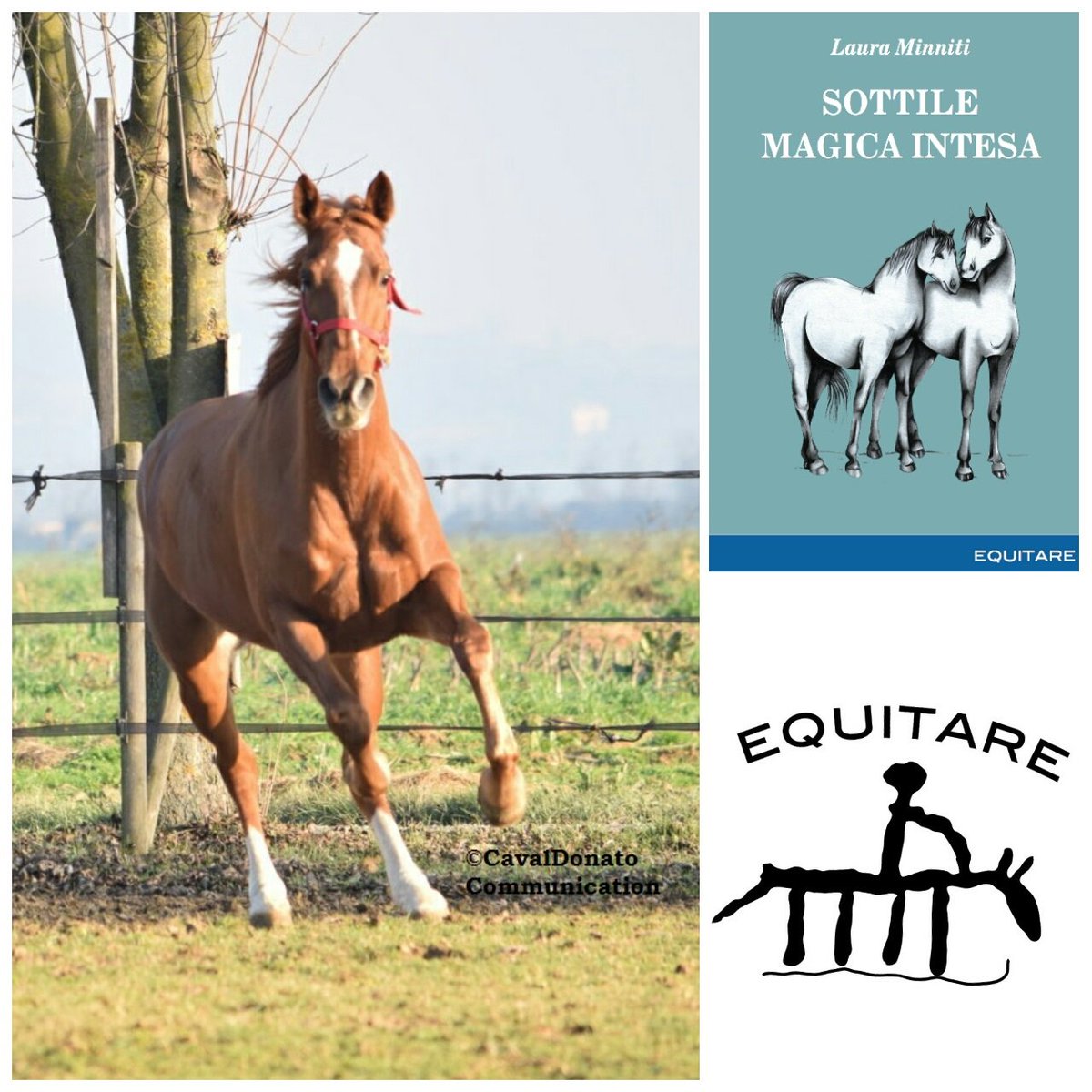 Equestrian_In's tweet photo. #libro "Sottile magica intesa", #Equitare > #poesie dedicate al #cavallo #cavalli #emozioni #rapporto #uomo #cavallo https://t.co/3237kci8ZE https://t.co/XGRs32mDSJ