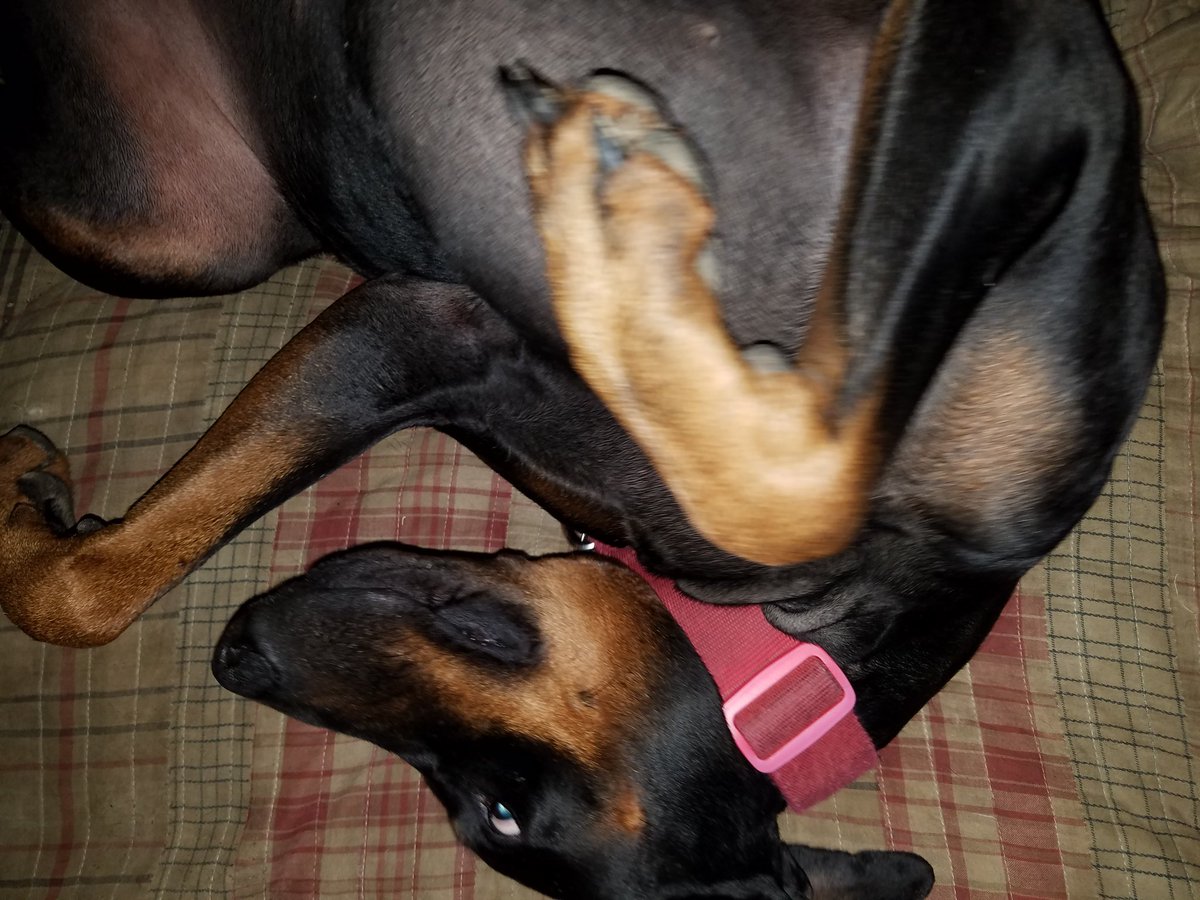djthmps4's tweet photo. @DobergirlCleo, "Let's stay in bed all day" #doberworld #dogsoftwitter #dogcelebration #coverdobe #dogzrule #✌❤😊 https://t.co/AujjGUJRdP