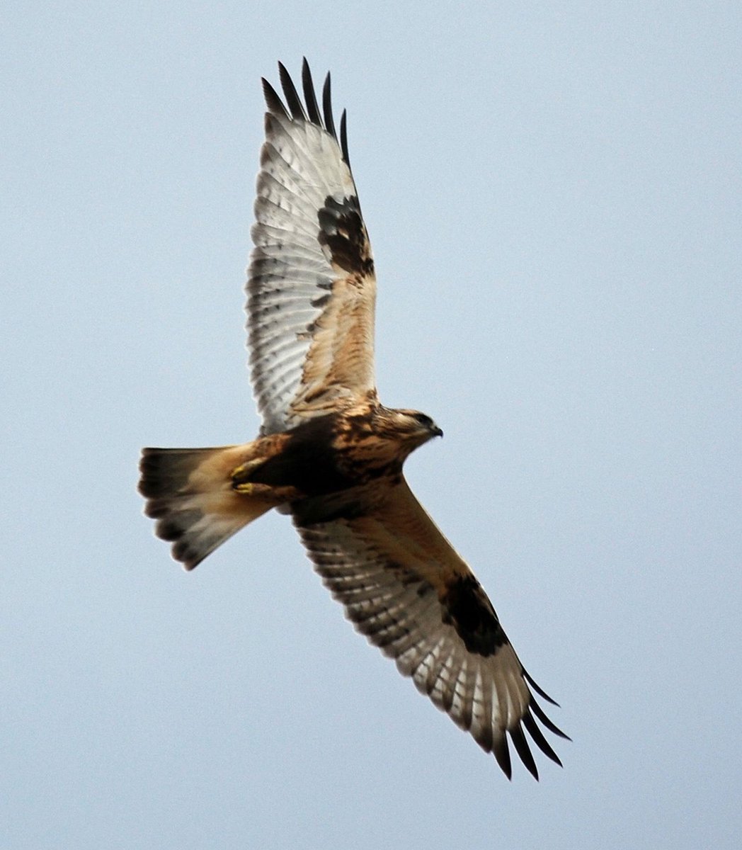 I go outside to see a majestic hawk flying around my ranch!!! Just one of the many benefits of living in the Rockies