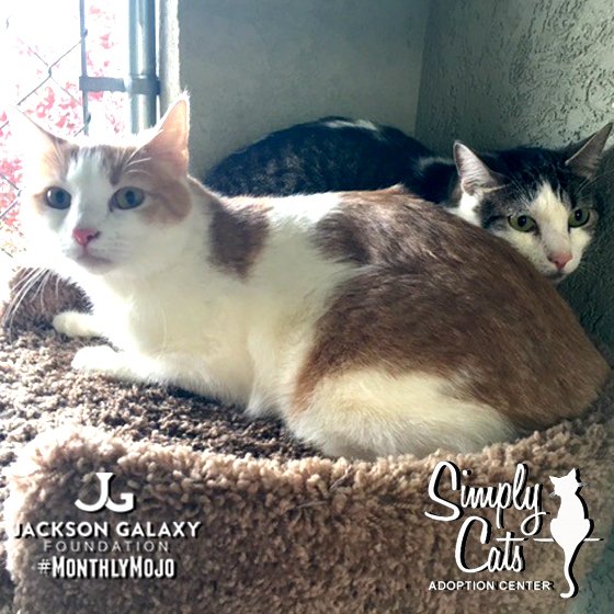 JGalaxyProject's tweet photo. @SimplyCats Simply Cats Adoption Center is December's #MonthlyMojo! Support their work here:
https://t.co/VDktagN8G8 https://t.co/SsEMXjJlp8