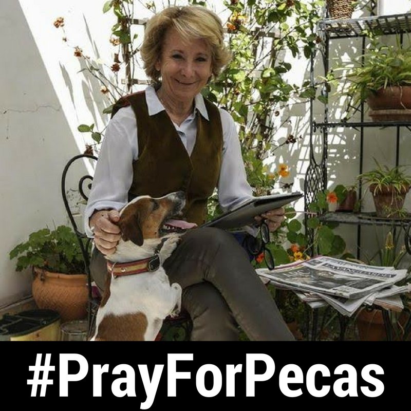 PartidoPACMA's tweet photo. Nuestra solidaridad con Pecas, el perro de @EsperanzAguirre, encerrado con ella en casa. #PrayForPecas https://t.co/UFR3EUMyjN