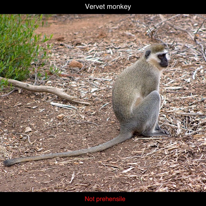 FactualAnimal's tweet photo. Which of these animals has a prehensile tail? Click to find out! https://t.co/nggxvVeWso