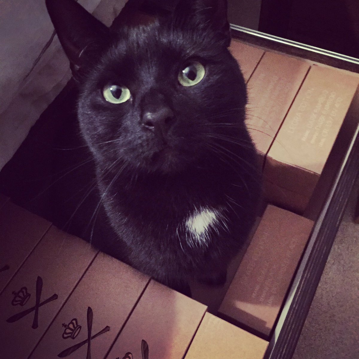 Cat amongst the...Sunglasses..
#sunglasses #lossunnys #cat #leighonsea #essex #hosoithecat Los-lifestyle.com