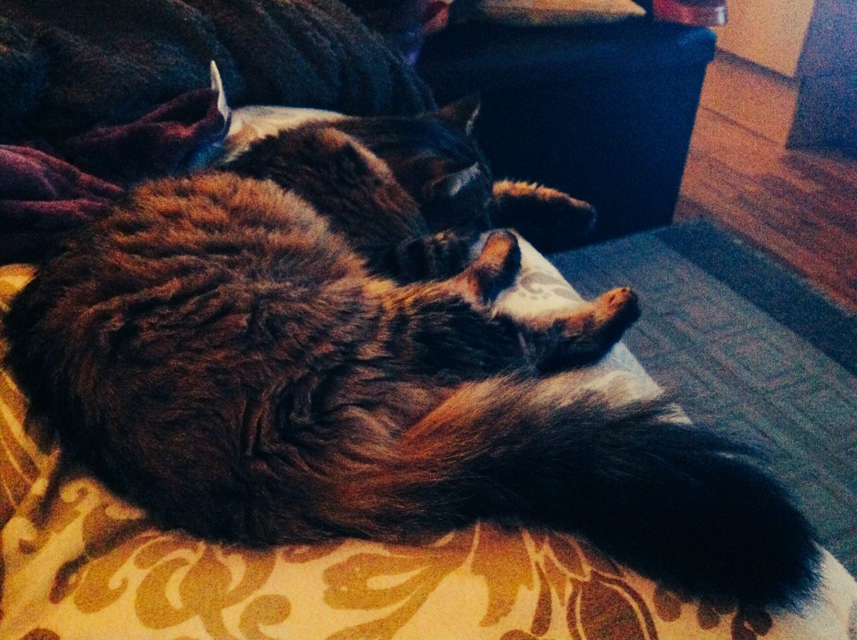 MamaMoose_Be's tweet photo. You know it is cold, when Miss Marie decides the couch is the best place to cuddle up. #fluffeh https://t.co/rfzO1pYRkG