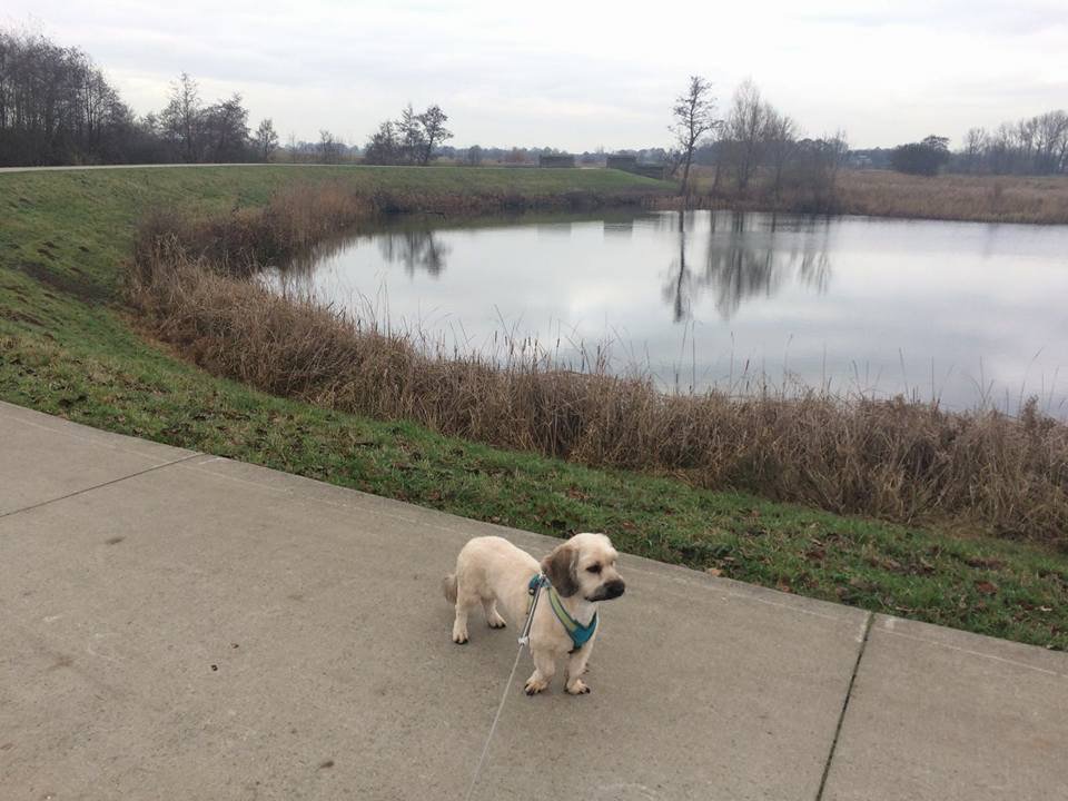 Yuna hond van onze buren is na een vuurwerk knal vandoor gegaan, Maasland - Krekenbuurt.
0615376663 #vermist #zwolle